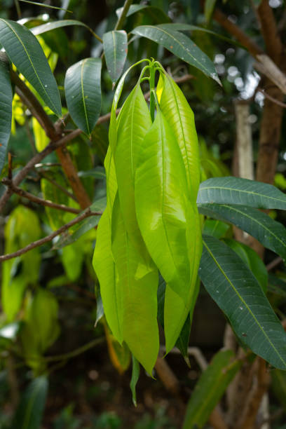 istock Young mango leaves on tree in garden.
Young leaves growing 1553605745