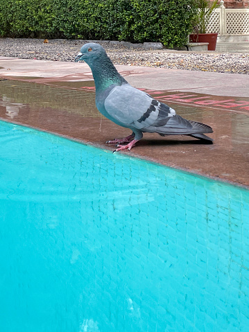 Stock photo showing close-up view of public swimming pool with turquoise blue mosaic tiles. A common pigeon (Columba livia domestica) is perched on edge of pool drinking water. Pigeons are considered to be a sacred animal by several religions including Hinduism, Sikhism, Islam and Jainism.