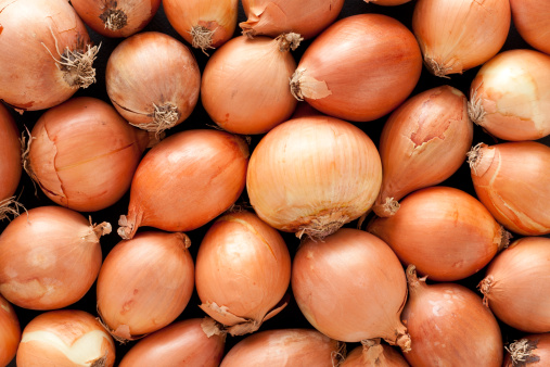 A top view of a layer of yellow onions.  The onions have brown skins.  They are arranged randomly.  The medium sized onions fill the horizontal frame.  This vegetable background shows healthy unbruised onions.  Some onions are round while others are oval.