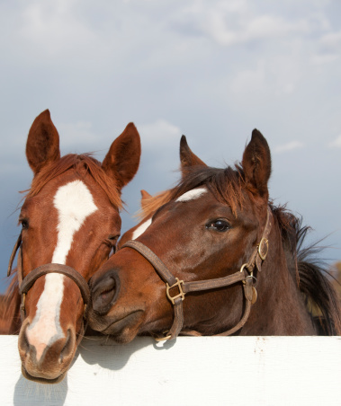 Two Thoroughbred Racehorses with their heads together looking over a white fence on a horse farm