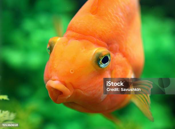 De Peixe - Fotografias de stock e mais imagens de Alga - Alga, Amarelo, Aquário - Equipamento para Animal de Estimação