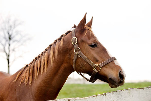 istock Thoroughbred Racehorse on Farm 155360690