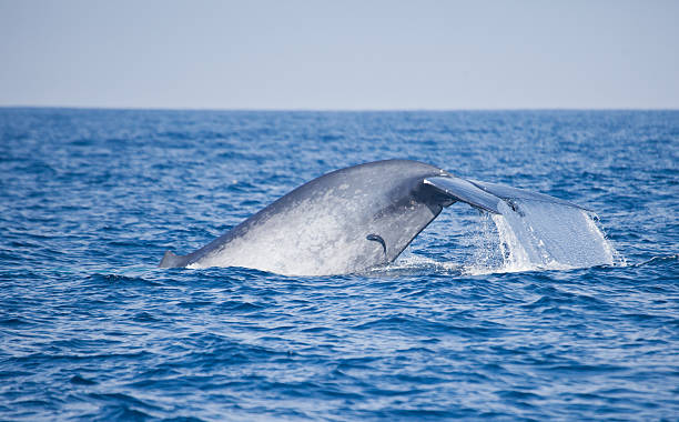 Remoras attached to a Blue Whale in the waters of Sri Lanka The fluke of a Blue Whale  blue whale tail stock pictures, royalty-free photos & images