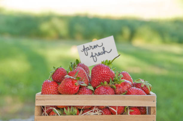 istock Home grown organic strawberries 155360866