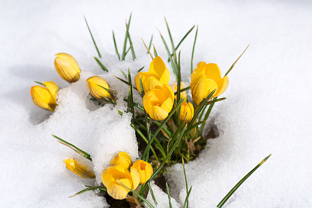 primavera tempo - snow crocus flower spring foto e immagini stock