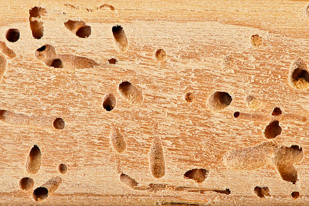 Termite hole close up Termite hole close up. termite stock pictures, royalty-free photos & images