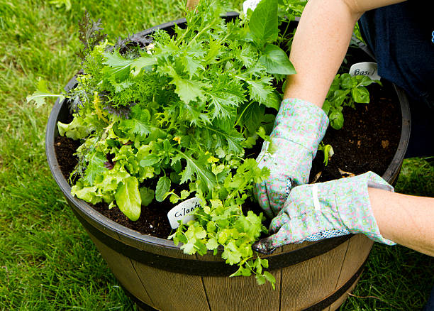 Planting A Container Garden Filled With Salad Greens and Herbs stock photo