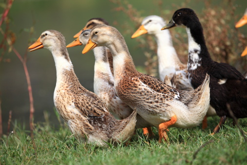Group of ducks are walking, being reared outside on an organic farm.