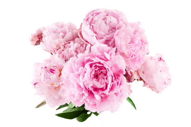 istock Pink peony flower isolated on white background 1553611720
