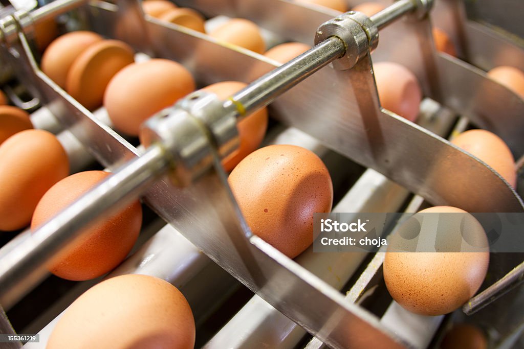 Egg factory.production línea con huevos frescos - Foto de stock de Alimento libre de derechos