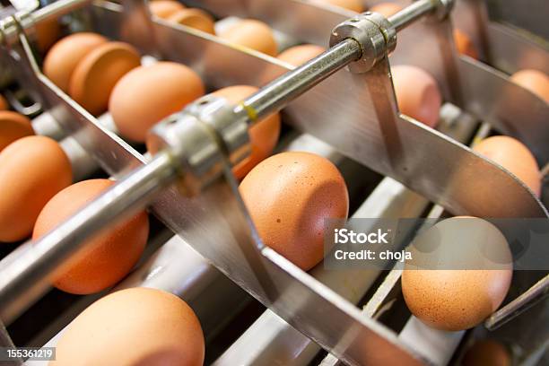 Egg Factoryproduction Línea Con Huevos Frescos Foto de stock y más banco de imágenes de Alimento - Alimento, Color - Tipo de imagen, Embalaje