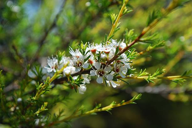 kanuka (kunzea ericoides) drzewa herbacianego - manuka zdjęcia i obrazy z banku zdjęć