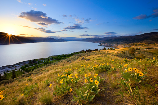 Glorious Sunset at large lake with golden flowers in the foreground.