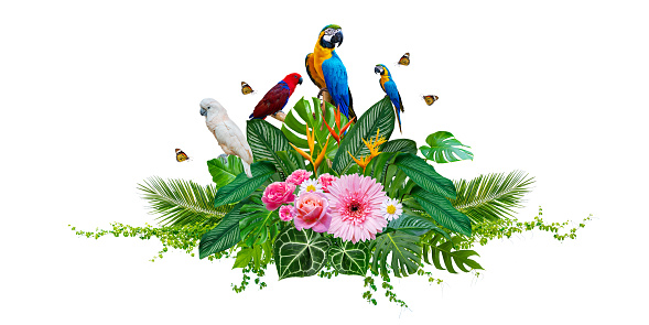 Cluster of bouquets and tropical leaves and with vines and macaws on white background. Isolate