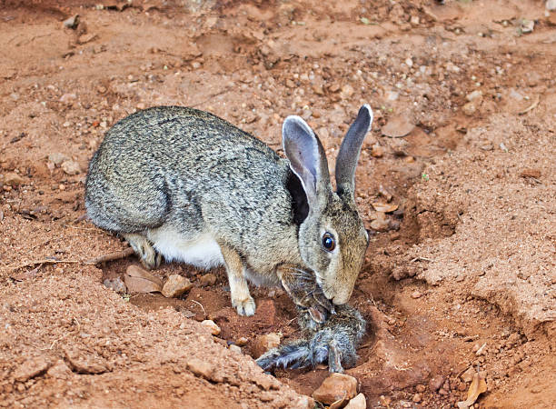 Black-naped Hare with newly born leveret  hare and leveret stock pictures, royalty-free photos & images