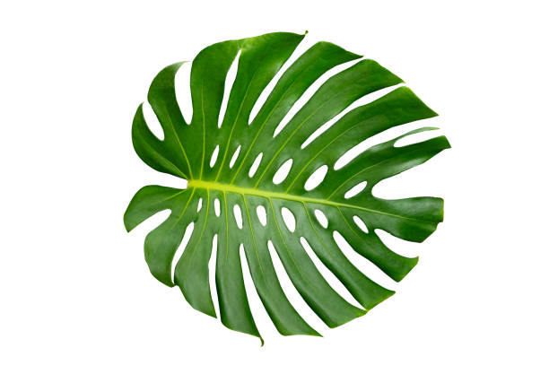 istock Monstera leaves leaves with Isolate on white background Leaves on white 1553616389