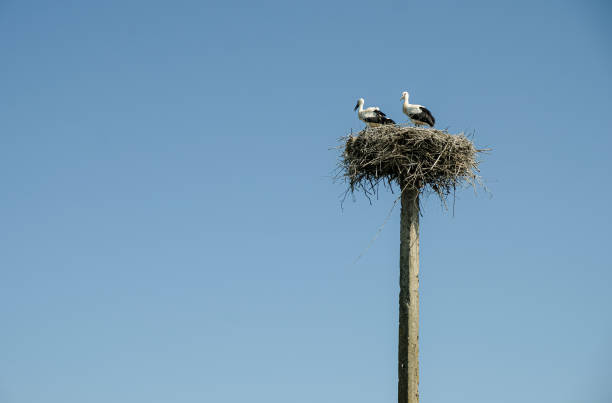 istock Young White Storks with black beaks in the nest. 1553616466