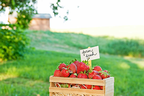 istock Freshly harvested organic garden strawberries 155361693