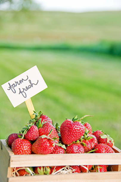 istock Freshly harvested organic garden strawberries 155361701
