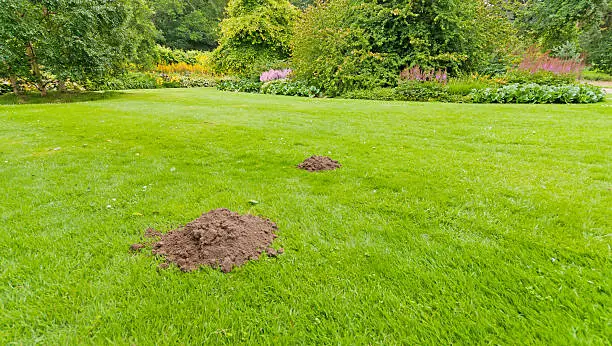 Two molehills on a manicured lawn in an English formal stately garden.