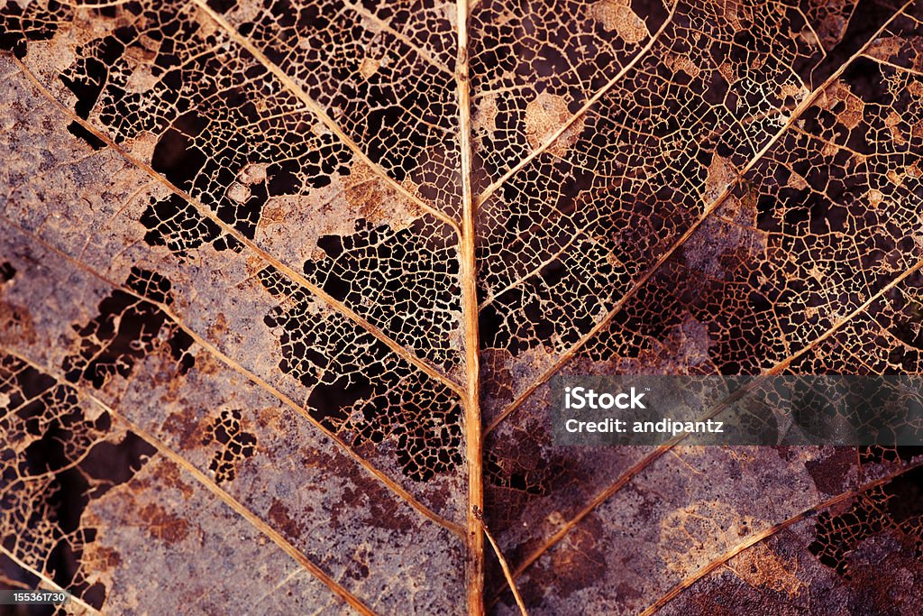 Verfallenen leaf - Lizenzfrei Blatt - Pflanzenbestandteile Stock-Foto