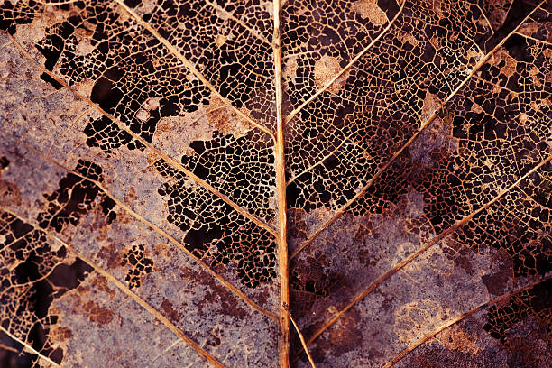 decaying hoja - leaf autumn macro leaf vein fotografías e imágenes de stock