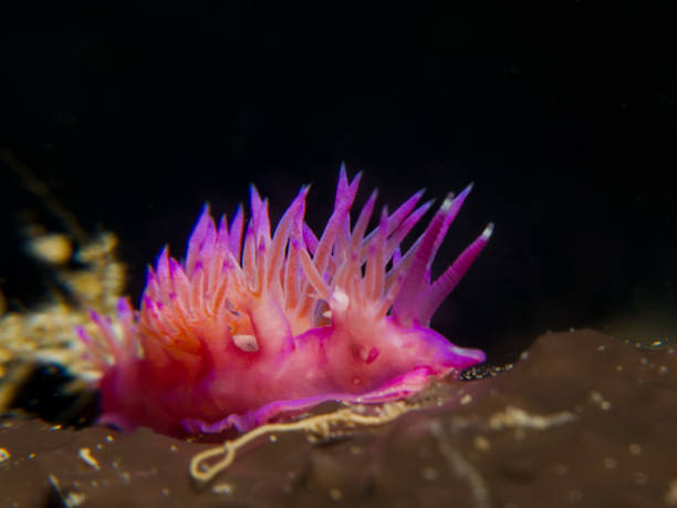 istock Flabellina takes an afternoon stroll 1553617503