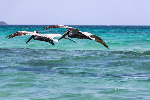 istock Brown pelicans are flying above water. 1553617600