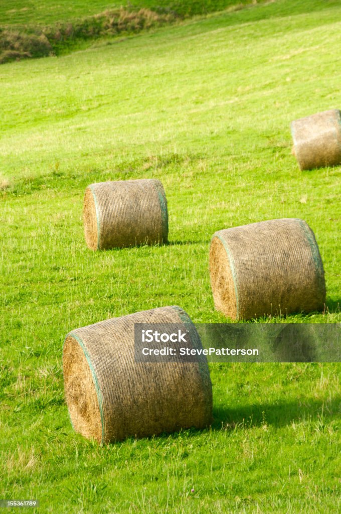 Fardos de feno em campo aberto - Foto de stock de Agricultura royalty-free