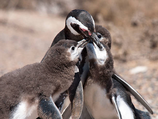 Mother feeding her babies Penguins at Punta Tombo, Patagonia, Argentina. punta tombo stock pictures, royalty-free photos & images