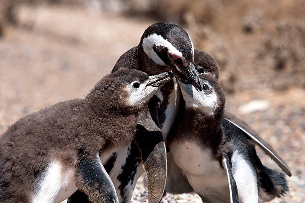 Mother feeding her babies Penguins at Punta Tombo, Patagonia, Argentina. punta tombo stock pictures, royalty-free photos & images