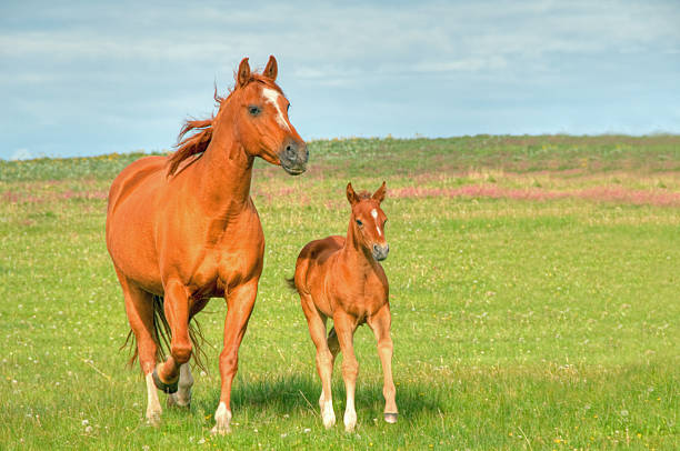 istock Horses gallop across mountain meadow 155361846