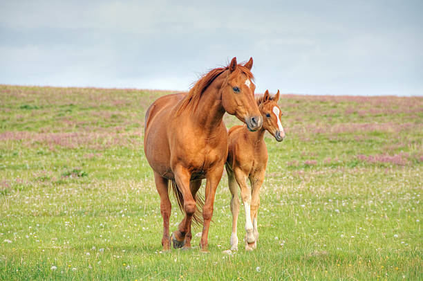 Horses walk across mountain meadow A mare and her foal walk across a flower filled meadow. colts stock pictures, royalty-free photos & images