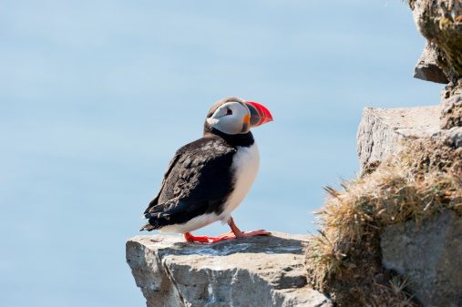 puffin (fratercula arctica) bird from the bird cliffs of latrabjarg, iceland