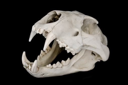 Skull of a female lion