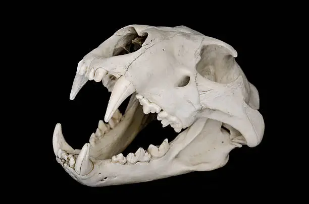 Photo of Lion Skull