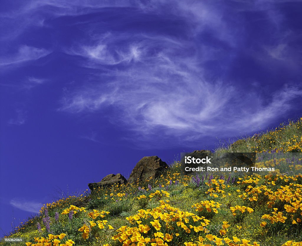 California Golden Makowate - Zbiór zdjęć royalty-free (Antelope Valley)