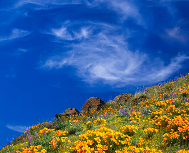 california golden makowate - poppy field flower california golden poppy zdjęcia i obrazy z banku zdjęć