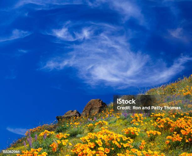 California Golden Makowate - zdjęcia stockowe i więcej obrazów Antelope Valley - Antelope Valley, Stan Kalifornia, Mak - roślina