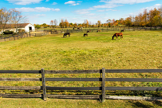 istock Horses behind a farm fence 155362468