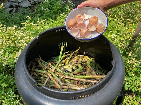 Close-up of a man's hand throwing out a bowl of used brown eggshells into a black plastic composter filled with vegetable scraps in a home garden during the summer