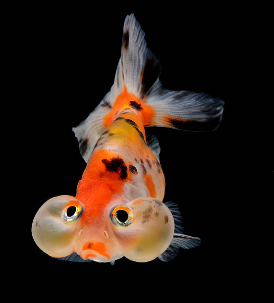 istock bubble balloon goldfish isolated on black background 155364325