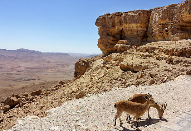 istock pair of mountain goats 155364665