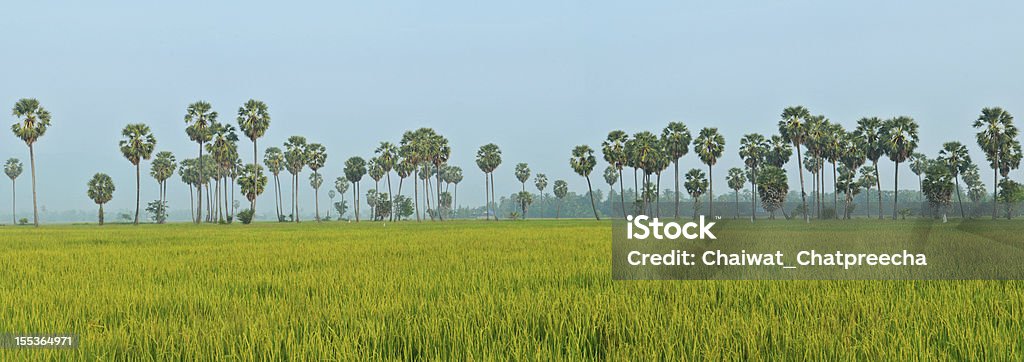 Campos de arroz da Tailândia. - Foto de stock de Ajardinado royalty-free