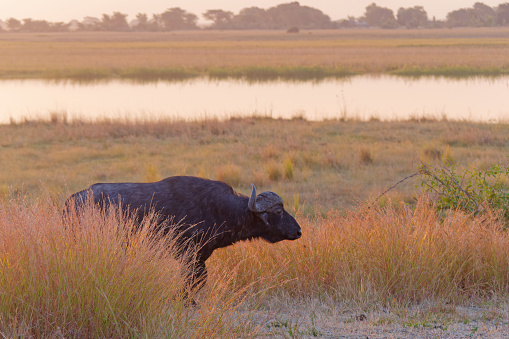 Large African buffalo, also known as Cape buffalo (Syncerus caffer) walking in the savanna in the evening with a river in the background in Chobe National Park, Botswana