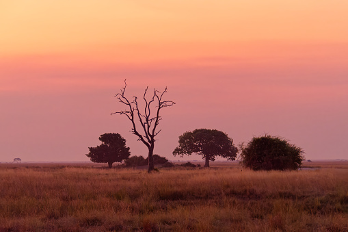 Tranquil view of a gorgeous sunset over trees in Chobe National Park, Botswana