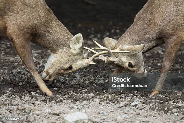Closeup De Dois Luta De Bucks - Fotografias de stock e mais imagens de Chifre - Chifre, Trancar, Animal