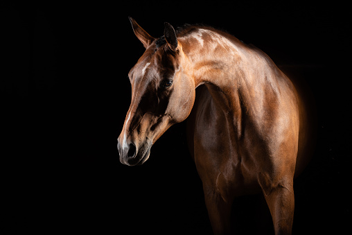 Vacker brun häst som är porträtterad mot en svart backgrund. Knoppad man och blank päls. Skuggor och högdagrar är tydliga. Hästen vänder sig lätt mot vänster.