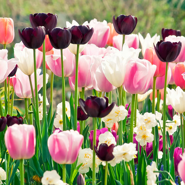 istock Spring garden: Tulips, daffodils, muscari flowers - XII 155367968