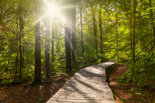 istock Wooden path in the forest with sunbeams 1553681913